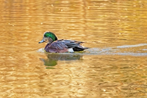 Images Dated 20th June 2024: USA, Colorado, Fort Collins. Wigeon duck in water