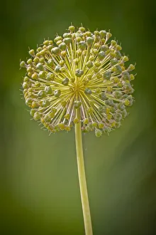 Images Dated 12th November 2021: USA, Colorado, Fort Collins. Yellow allium plant close-up