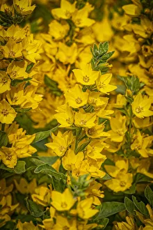Images Dated 12th November 2021: USA, Colorado, Fort Collins. Yellow loosestrife flowers