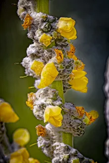 Images Dated 12th November 2021: USA, Colorado, Fort Collins. Yellow mullein flowers close-up