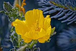 Poppy Prints: USA, Colorado, Fort Collins. Yellow poppy close-up