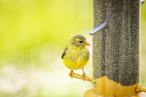Feeder Prints: USA, Colorado, Fort Collins. Young male American goldfinch