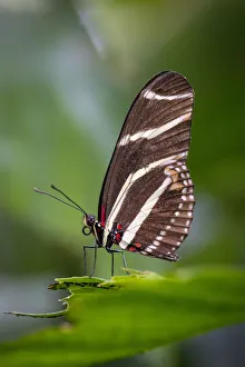 USA, Colorado, Fort Collins. Zebra longwing butterfly close-up