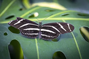 Images Dated 12th November 2021: USA, Colorado, Fort Collins. Zebra longwing butterfly close-up
