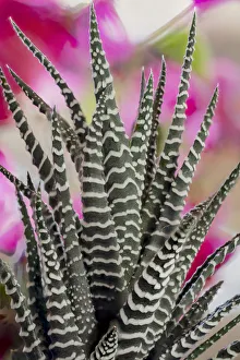 Stripe Prints: USA, Colorado, Fort Collins. Zebra plant succulent