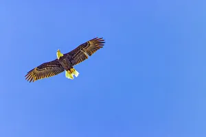 Images Dated 2022 August: USA, Colorado, Fossil Creek Reservoir. American bald eagle in flight