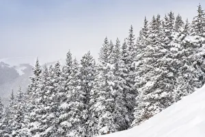 Stormy Prints: USA, Colorado. Fresh snow on spruce trees. Credit as: Don Grall / Jaynes Gallery /