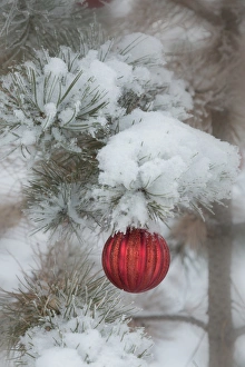 Festive Prints: USA, Colorado. Fresh snowfall on tree and Christmas ornaments
