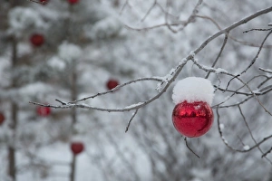 Festive Prints: USA, Colorado. Fresh snowfall on trees and Christmas ornaments