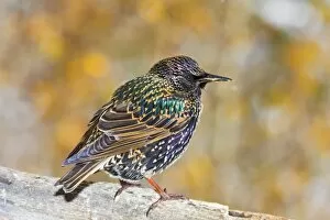 Images Dated 18th October 2007: USA, Colorado, Frisco. Close-up of European starling bird standing on log. Credit as