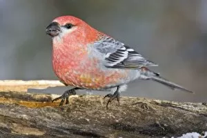 Images Dated 18th October 2007: USA, Colorado, Frisco. Close-up of male pine grosbeak bird on log. Credit as: Fred J