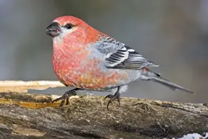 USA, Colorado, Frisco. Close-up of male pine grosbeak bird on log. Credit as: Fred J