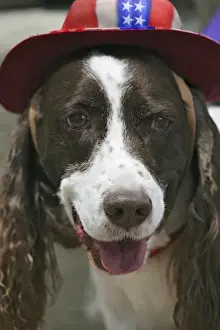 Parade Prints: USA, Colorado, Frisco. Dog wears American flag hat in July Fourth paradeFred J. Lord