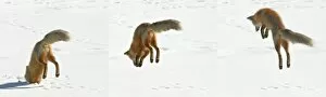 USA, Colorado, Frisco, Giberson Bay. Sequence of a red fox pouncing on snow for prey below