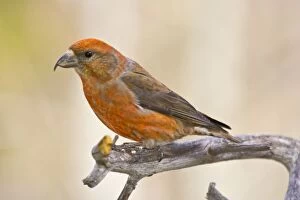 Images Dated 8th May 2005: USA, Colorado, Frisco. Portrait of male red crossbill perched on limb. Credit as: Fred J