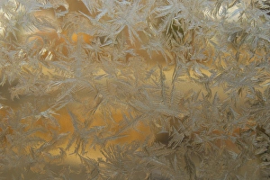 Images Dated 14th January 2013: USA, Colorado. Frost on window pane. Credit as: Cathy & Gordon Illg / Jaynes Gallery