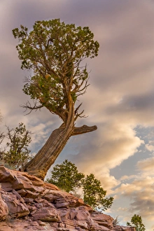 Juniper Prints: USA, Colorado, Fruita. Juniper tree at sunrise in Colorado National Monument. Credit as