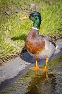 Images Dated 2021 July: USA, Colorado, Ft. Collins. Adult male mallard duck and water