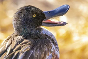 Images Dated 1st July 2021: USA, Colorado, Ft. Collins. Adult male northern shoveler duck close-up