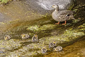 Images Dated 2021 July: USA, Colorado, Ft. Collins. Adult mallard female with ducklings
