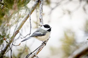 Prints of USA, Colorado, Ft. Collins. Black-capped chickadee. Credit as Fred Lord / Jaynes Gallery / DanitaDelimont. com Images Dated 2019 July: USA, Colorado, Ft. Collins. Black-capped chickadee. Credit as Fred Lord / Jaynes Gallery