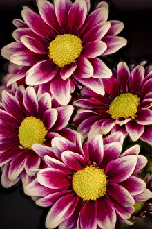 Fred J Prints: USA, Colorado, Ft. Collins. Daisies close-up. Credit as Fred Lord / Jaynes Gallery /
