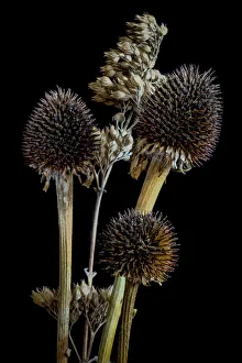 Prints of USA, Colorado, Ft. Collins. Mixed dried coneflowers. Credit as Fred Lord / Jaynes Gallery / DanitaDelimont. com Images Dated 2019 July: USA, Colorado, Ft. Collins. Mixed dried coneflowers. Credit as Fred Lord / Jaynes Gallery
