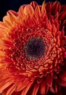 Images Dated 13th September 2019: USA, Colorado, Ft. Collins. Orange gerbera daisy. Credit as Fred Lord / Jaynes Gallery /
