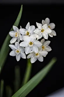 Prints of USA, Colorado, Ft. Collins. Paperwhite flower and stems. Credit as Fred Lord / Jaynes Gallery / DanitaDelimont. com Images Dated 2019 July: USA, Colorado, Ft. Collins. Paperwhite flower and stems