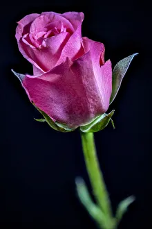 Prints of USA, Colorado, Ft. Collins. Rose flower close-up. Credit as Fred Lord / Jaynes Gallery / DanitaDelimont. com Images Dated 2019 July: USA, Colorado, Ft. Collins. Rose flower close-up. Credit as Fred Lord / Jaynes Gallery /
