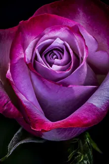 Images Dated 10th July 2019: USA, Colorado, Ft. Collins. Rose flower close-up. Credit as Fred Lord / Jaynes Gallery /
