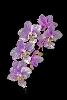 Prints of USA, Colorado, Ft. Collins. Wet phalaenopsis orchids. Credit as Fred Lord / Jaynes Gallery / DanitaDelimont. com Images Dated 2019 July: USA, Colorado, Ft. Collins. Wet phalaenopsis orchids. Credit as Fred Lord / Jaynes
