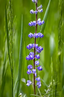 Images Dated 2021 July: USA, Colorado, Ft. Collins. Wild dwarf lupine flowers