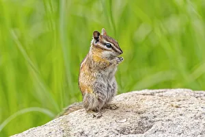 Images Dated 27th July 2023: USA, Colorado, Gould. Close-up of least chipmunk
