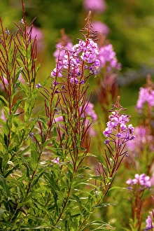 Images Dated 20th June 2024: USA, Colorado, Gould. Close-up of fireweed flowers