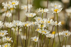 Cheerful Prints: USA, Colorado, Grand County. Oxeye daisies