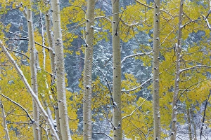 New Images March 2024 Part 2 Prints: USA, Colorado, Grand Mesa. Aspen trees in winter