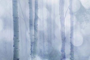 New Images March 2024 Part 2 Prints: USA, Colorado, Grand Mesa. Aspen trees in winter fog