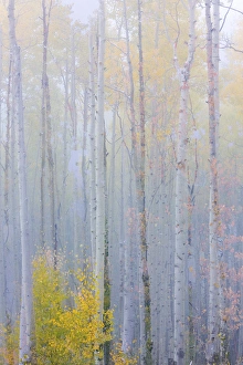 Composite Prints: USA, Colorado, Grand Mesa. Composite of foggy aspen forest