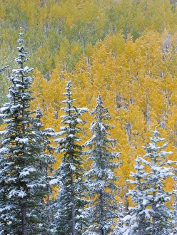Images Dated 27th September 2013: USA, Colorado, Grand Mesa. Early snowfall on forest