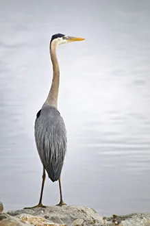 Wading Prints: USA, Colorado. Great blue heron