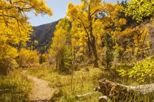 Cathy Gordon Illg Prints: USA, Colorado, Grizzly Creek Trail. Cottonwood trees in fall color