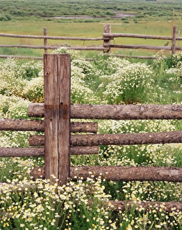USA, Colorado, Gunnison National Forest, Wild Chamomile (Matricaria discoidea) growing
