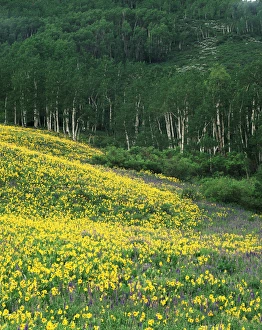 USA, Colorado, Gunnison National Forest, View of Sneezeweed (Helenium autumnale) and Aspen trees