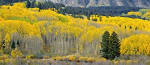 USA, Colorado, Gunnison National Forest, Autumn colored groves of quaking aspen