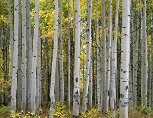 USA, Colorado, Gunnison National Forest, Mature grove of quaking aspen displays fall