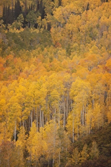 Images Dated 28th September 2014: USA, Colorado, Gunnison National Forest. Aspen forest at peak autumn color. Credit as