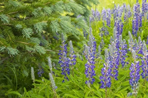 Images Dated 26th July 2015: USA, Colorado, Gunnison National Forest. Close-up of lupine and pine tree limbs. Credit as