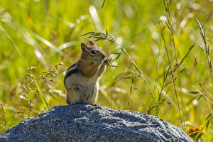 Images Dated 28th July 2015: USA, Colorado, Gunnison National Forest. Golden-mantled ground squirrel eating grass seeds