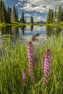 Images Dated 27th July 2015: USA, Colorado, Gunnison National Forest. Paradise Divide and pond reflection. Credit as